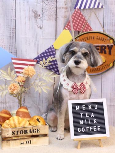 20240908パピコくん